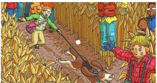 Can You Spot the Hidden Fish in the Cornfield? Test Your Observation Skills!
