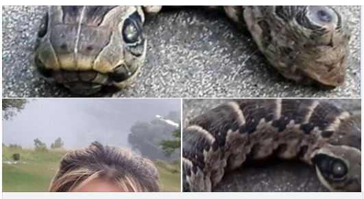 Woman discovers strange snake-like creature – you won’t believe what it really is