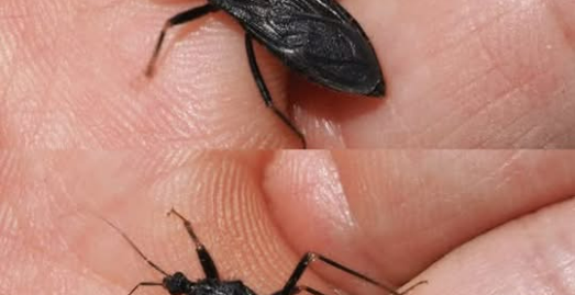 How to React If You Get Bit by This Bug 