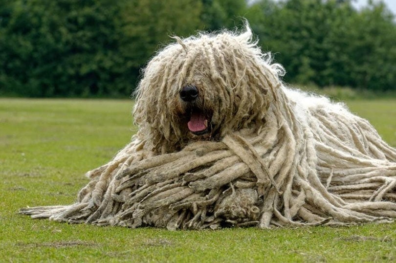 People didn’t understand what it was, until they shaved all the fur!