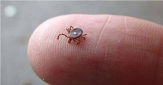 Bitten by a Lone Star Tick? Here’s What You Need to Know