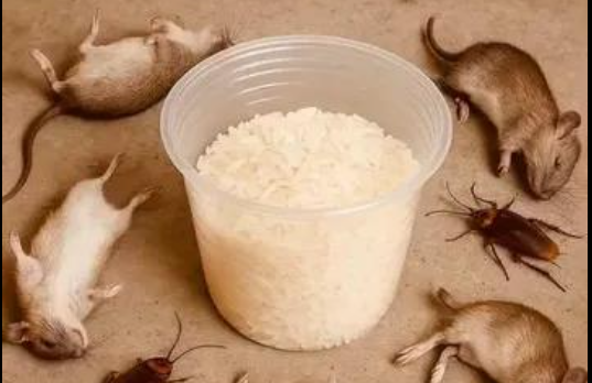 Using This as a Natural Remedy Against Rats and Cockroaches
